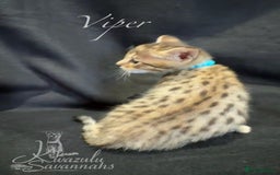 Savannah cats for sale: Exceptional Quality Tica Registr. Savannah Kittens - Image 15