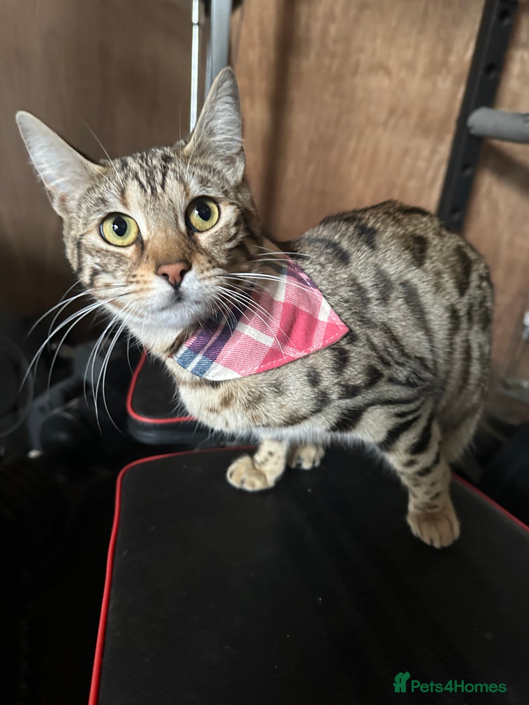 Bengal cats for sale: Snow lynx bengal kittens - Image 14