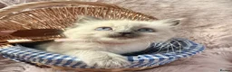 Ragdoll cats for sale: Beautiful female pure blue point ragdoll kitten  - Advert 6