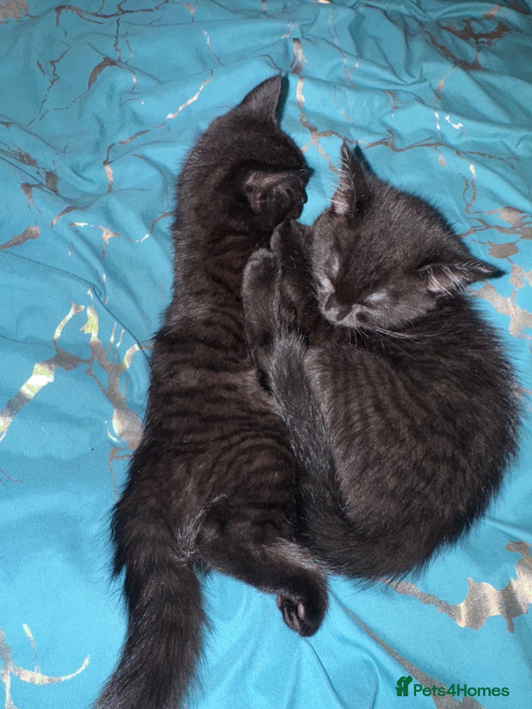 Mixed Breed cats for sale: Kittens  - Advert 8