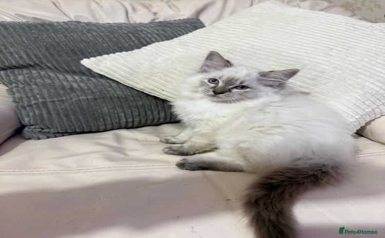 Ragdoll cats - Advert 4