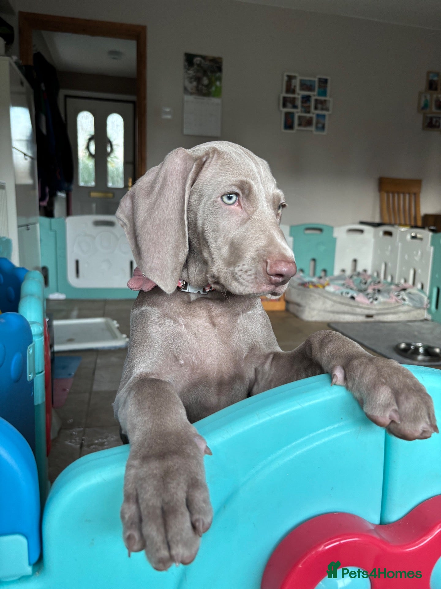 Weimaraner dogs 🩷Last girl ready to leave  - Advert 4