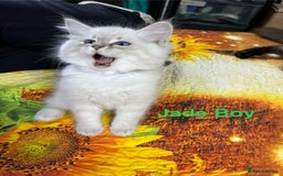 Ragdoll cats for sale: ❗️❤️5 Incredibly Beautiful Ragdoll Kittens❤️🐈  - Image 26