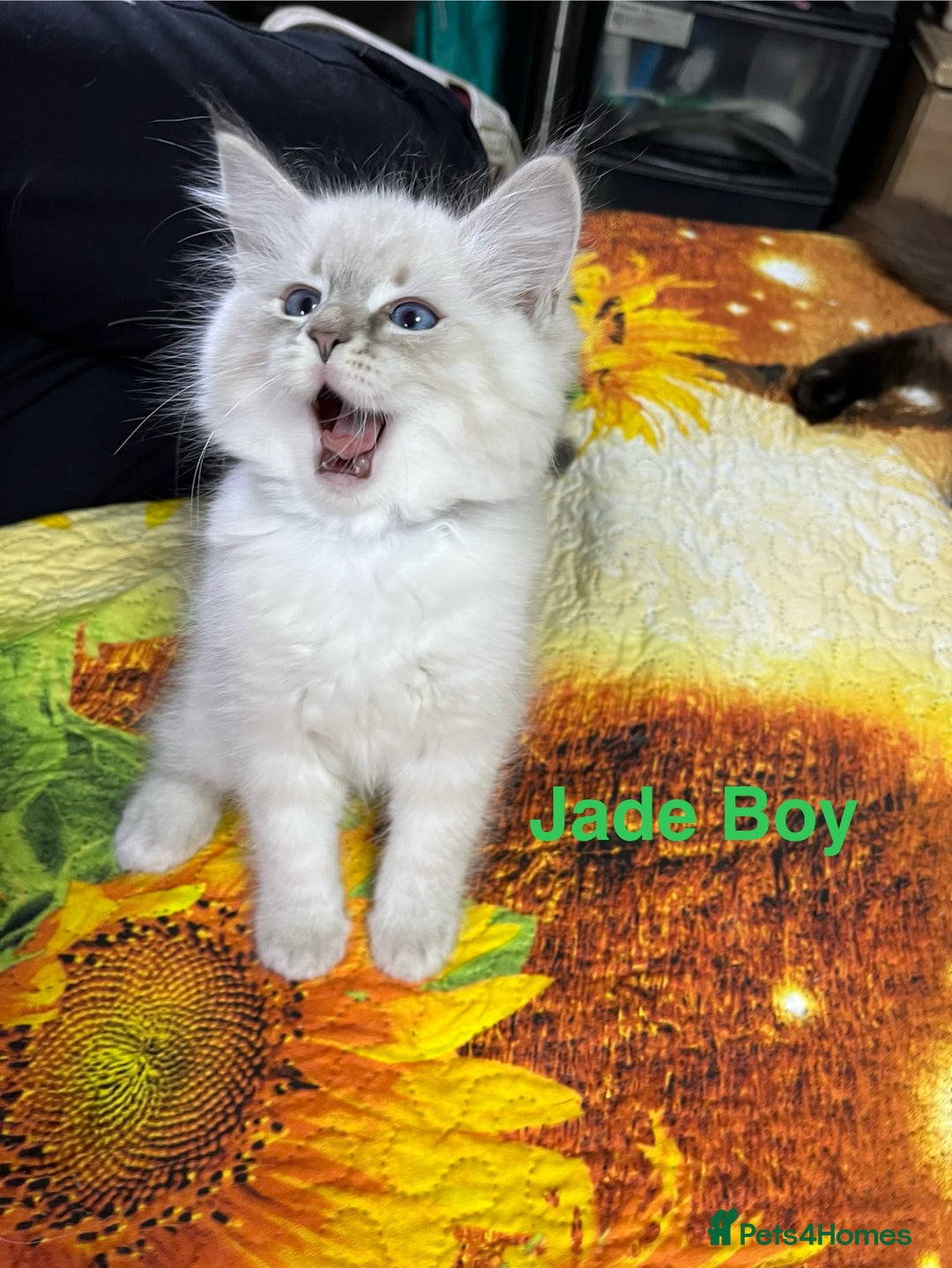 Ragdoll cats for sale: ❗️❤️5 Incredibly Beautiful Ragdoll Kittens❤️🐈  - Image 26
