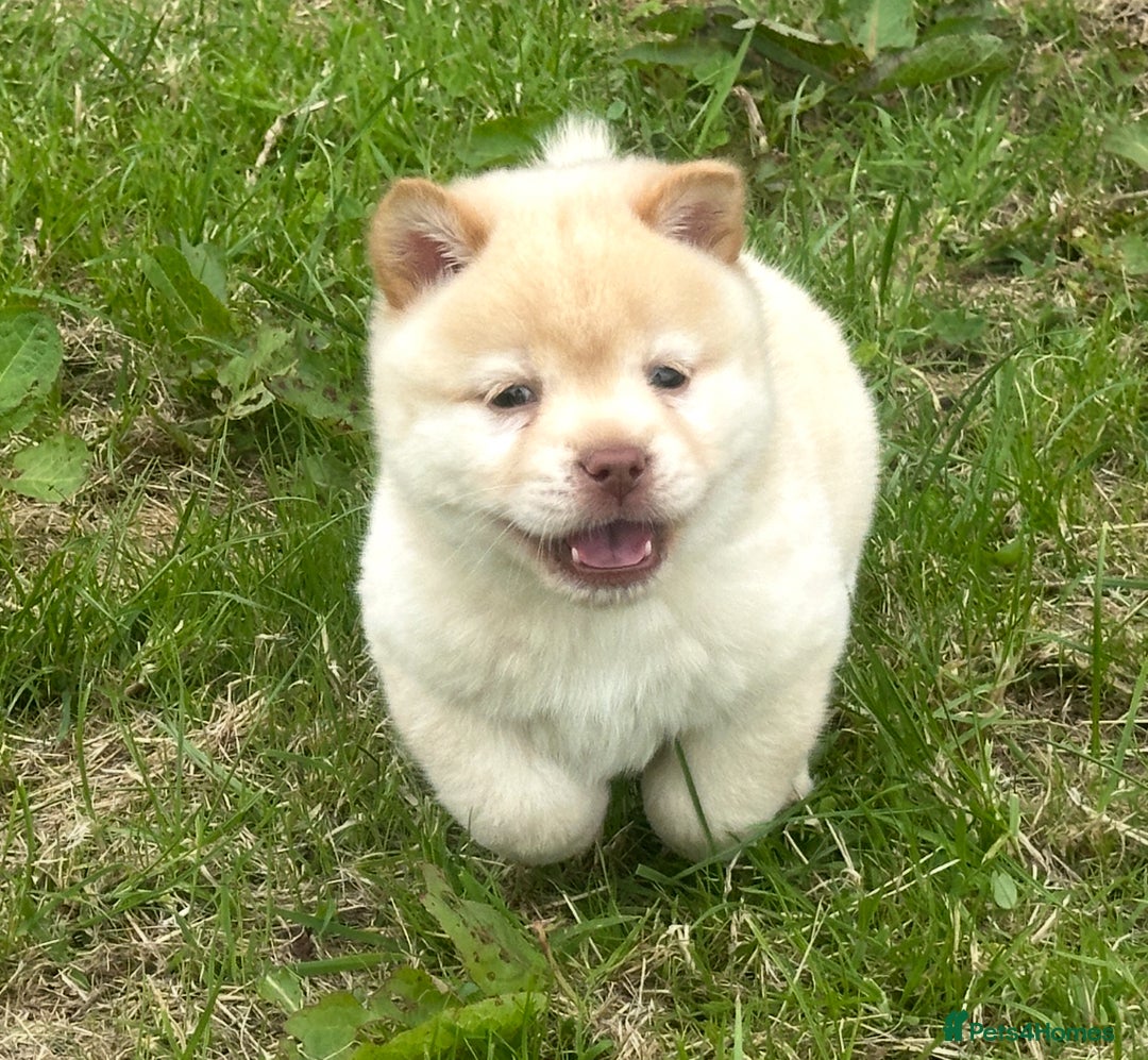 Chow Chow dogs for sale: Exotic colour chowsky puppies for sale  - Image 7