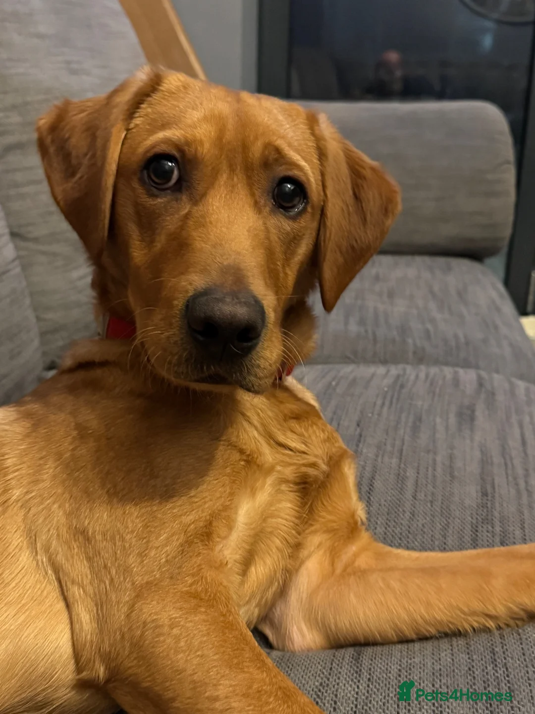 Labrador Retriever dogs for sale: Pedigree Labrador retriever fox red in Sheffield - Advert 2