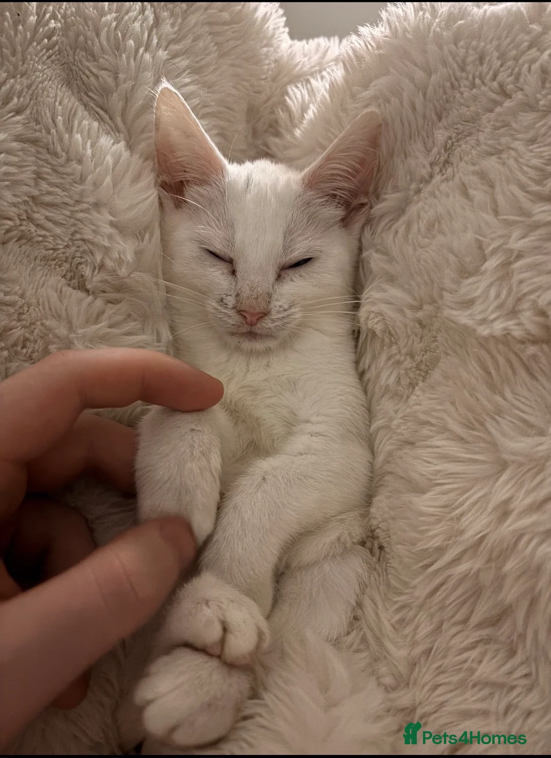 Mixed Breed cats for sale: beautiful white kitten - Advert 5