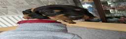 Dachshund dogs for sale: Dachshund Puppies in Redditch - Advert 9