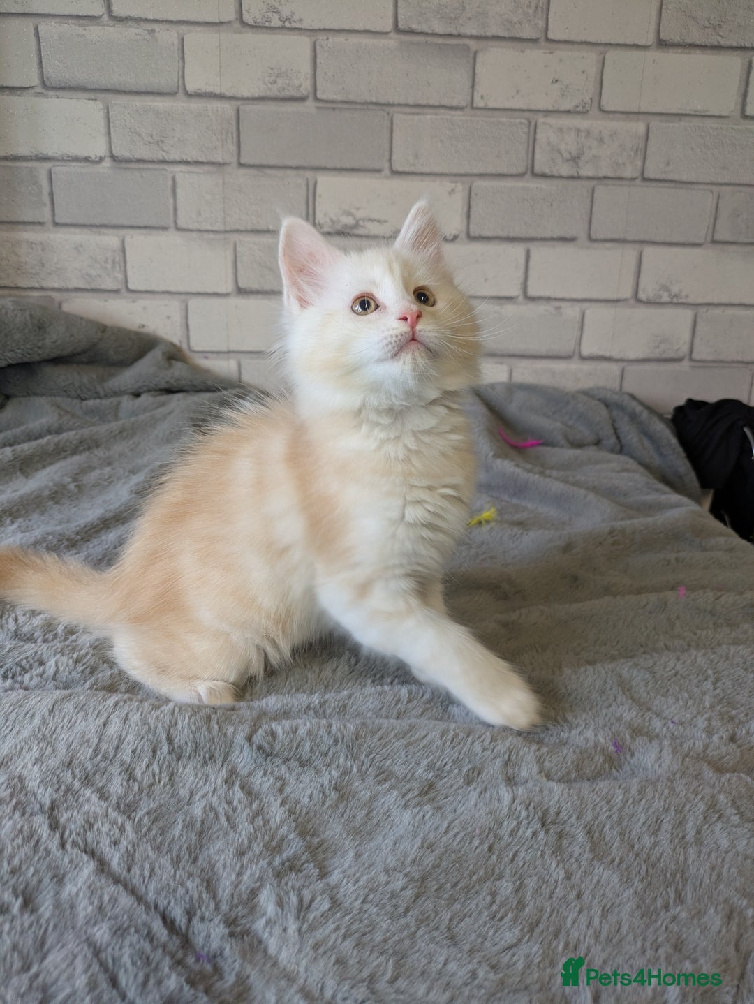 Maine Coon cats for sale: Full pedigree Maine coon kittens - Advert 6