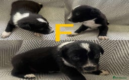 Border Collie dogs for sale: Border collie pups - Image 4