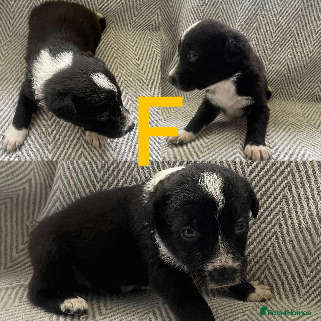 Border Collie dogs for sale: Border collie pups - Image 4