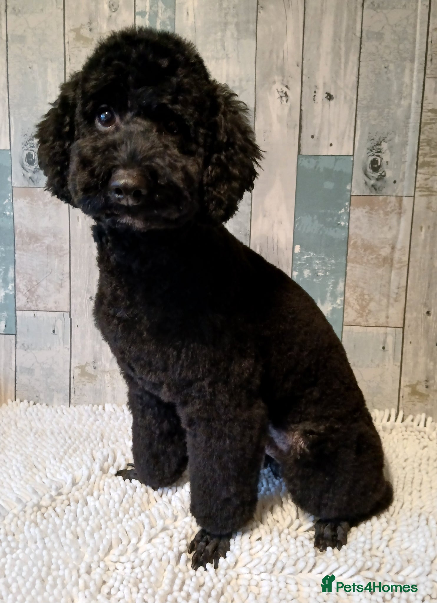 Poodle dogs Dio - Male Black Miniature Poodle - Advert 6