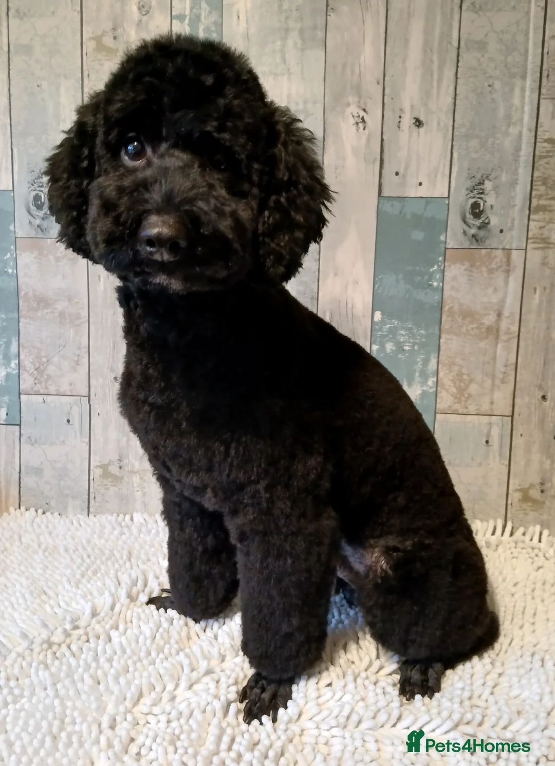 Poodle dogs for stud: Dio - Male Black Miniature Poodle - Advert 1