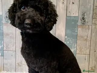 Poodle dogs Dio - Male Black Miniature Poodle - Advert 6