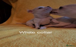 Chihuahua dogs for sale: Beautiful Chihuahua Puppies  - Image 5