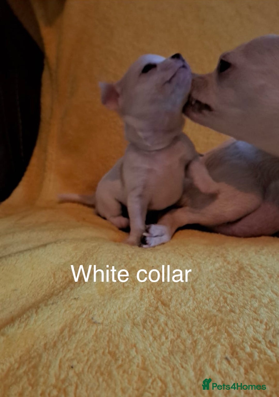Chihuahua dogs for sale: Beautiful Chihuahua Puppies  - Image 5