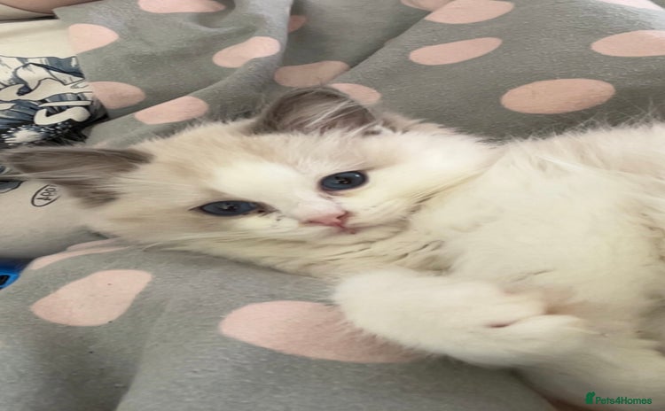 Ragdoll cats - Advert 2