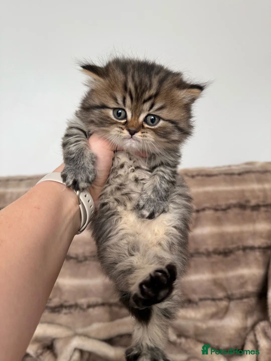Scottish Fold cats for sale: Scottish fold/British shorthair kittens😻 - Advert 7