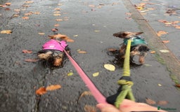 Yorkshire Terrier dogs for sale: Yorkshire terrier  **   - Advert 17