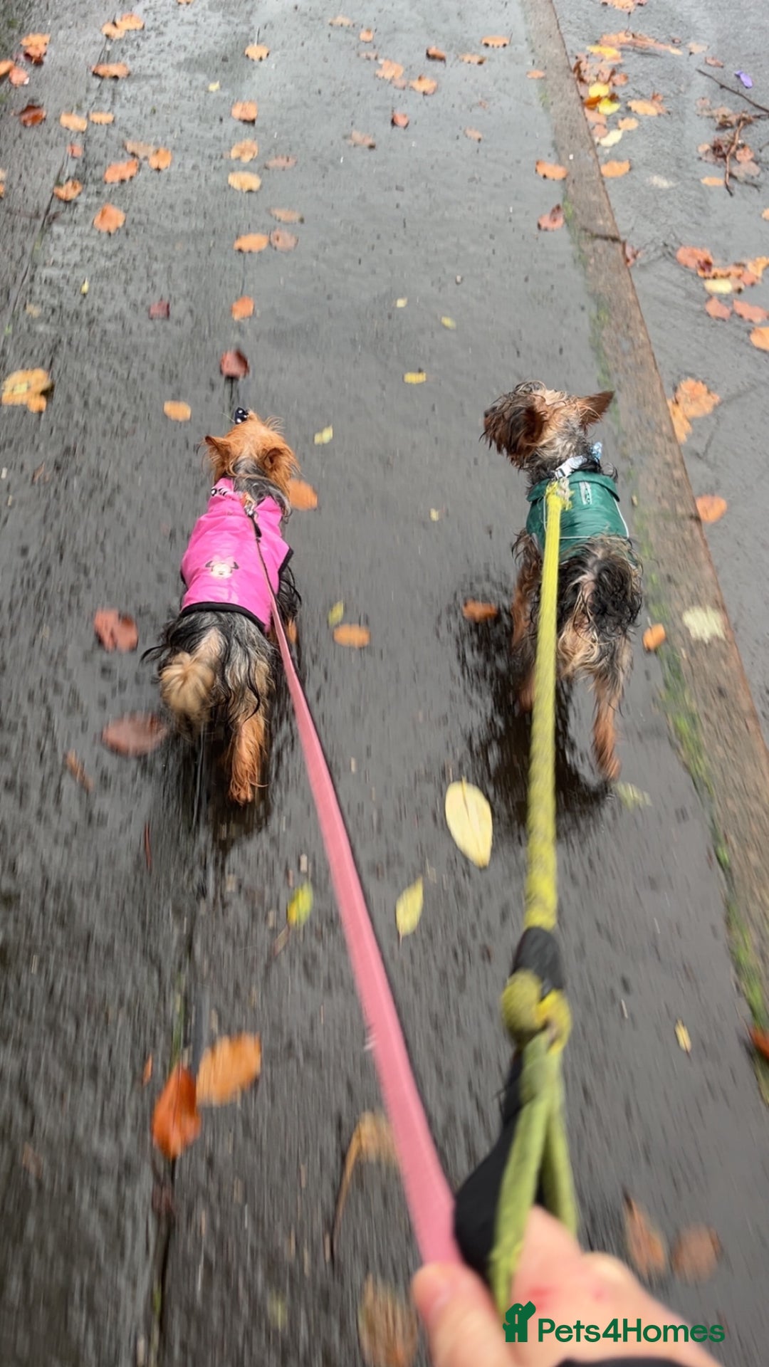 Yorkshire Terrier dogs for sale: Yorkshire terrier  **   - Advert 17