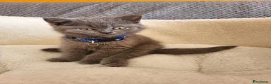 British Shorthair Kitten 4 blue 