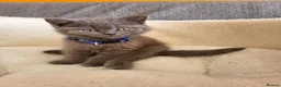 British Shorthair cats for sale: 4 adorable British Shorthair kittens - Advert 29