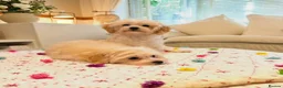 Maltipoo dogs for sale: * Sweet Korean Maltipoo Girl * - Advert 12
