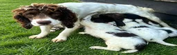 English Springer Spaniel dogs for sale: KC Registered Springer Spaniel Pups - Advert 14