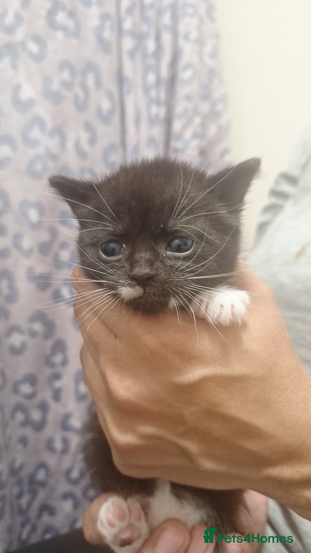 Mixed Breed cats for sale: 3 gorgeous kittens 😸 half Scottish fold. - Advert 2