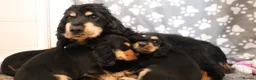 Cocker Spaniel dogs for sale: Cocker spaniel puppies  - Advert 8