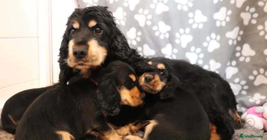 Cocker Spaniel dogs for sale: Cocker spaniel puppies  - Advert 8