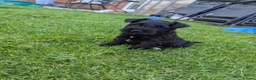 Miniature Schnauzer dogs for sale: KC Registered Miniature Schnauzer Puppies  - Advert 17