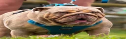 English Bulldog dogs for sale: 🔥 Epic Bullyz Major Daughter X Posher Turkish 🔥  - Advert 3