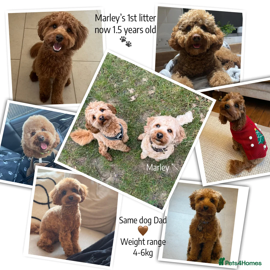 Cavapoo dogs for sale: Stunning fox red Cavapoo puppies 🐾 - Advert 11