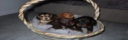 Cocker Spaniel dogs for sale: 4Girls 2Boys Cockerspaniel puppy’s for sale - Advert 9