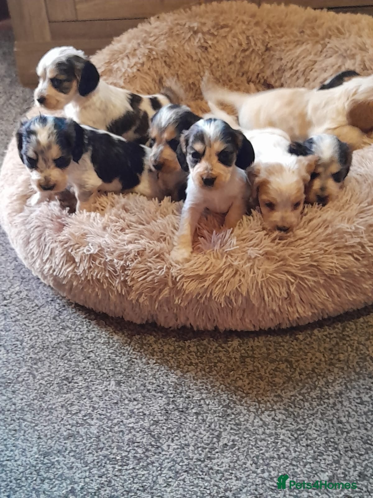Cocker Spaniel dogs SHOW TYPE COCKER SPANIEL PUPPIES  - Advert 4