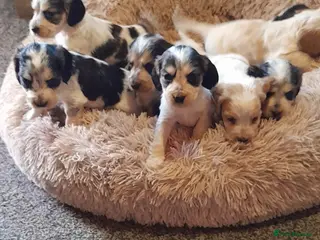 Cocker Spaniel dogs SHOW TYPE COCKER SPANIEL PUPPIES - Advert 4