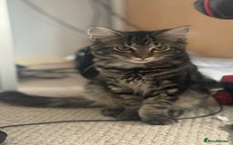 Mixed Breed cats for sale: Kittens for sale - Image 10