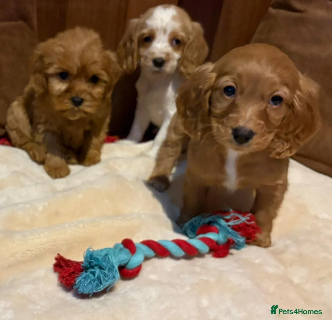 Cockalier dogs for sale: Adorable cockaliers  - Advert 22