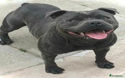 Staffordshire Bull Terrier dogs for sale: 💙Stunning Blue Staffordshire Bull Terrier Pups 💙 - Image 3