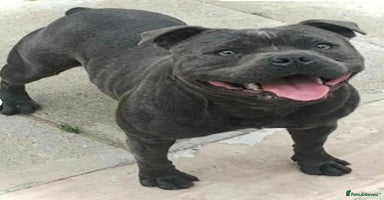 Staffordshire Bull Terrier dogs - Advert 2