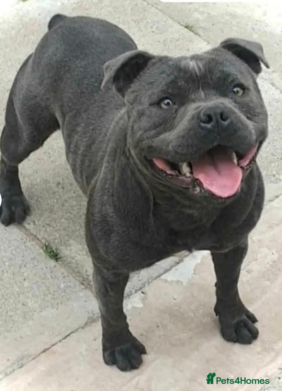 Staffordshire Bull Terrier dogs for sale: 💙Stunning Blue Staffordshire Bull Terrier Pups 💙 - Image 3
