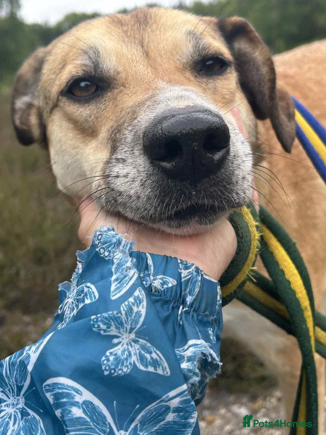 Mixed Breed dogs for adoption: Sara - Norwich Norfolk  - Image 2