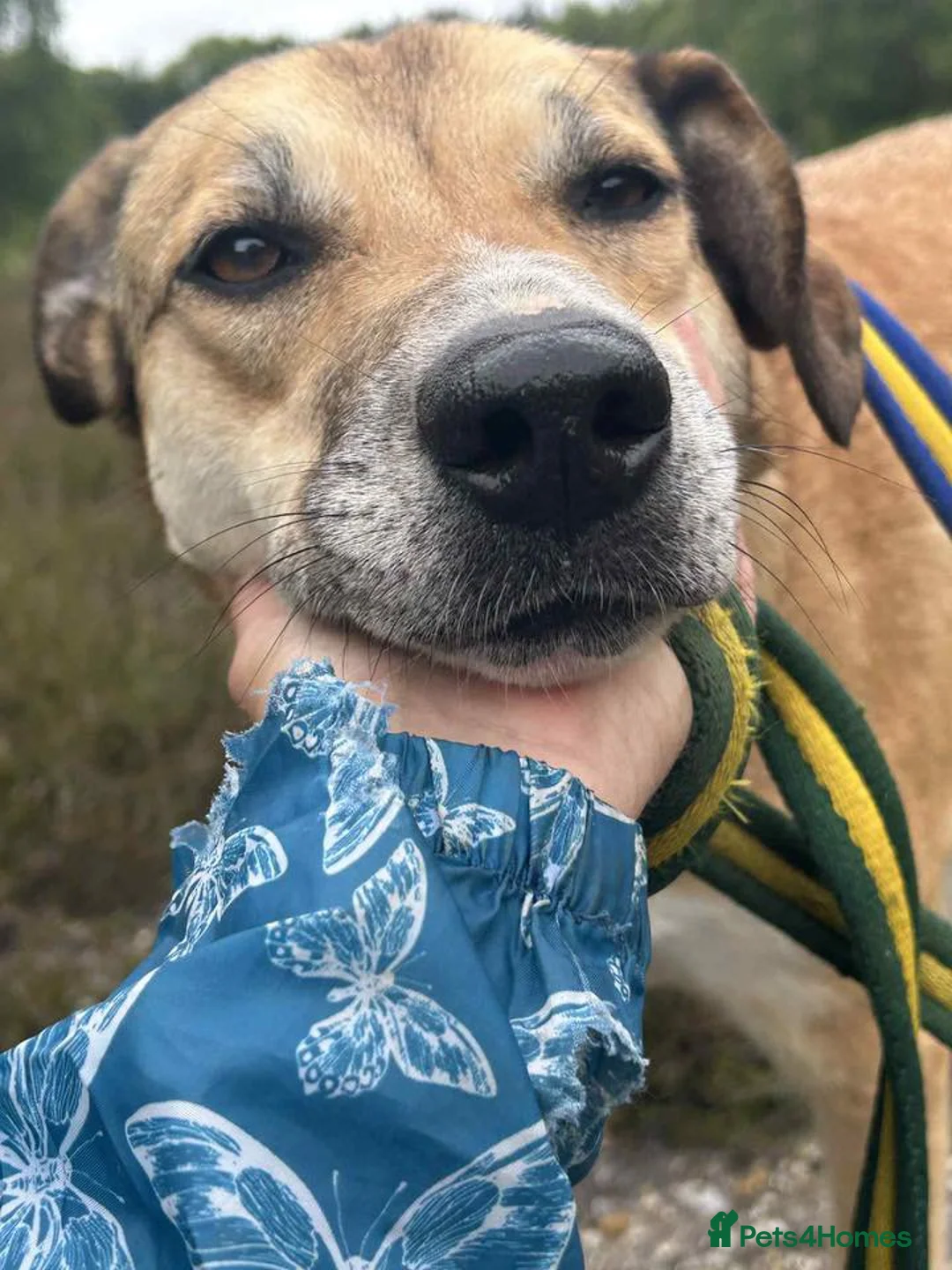 Mixed Breed dogs for adoption: Sara - Norwich Norfolk  - Advert 2