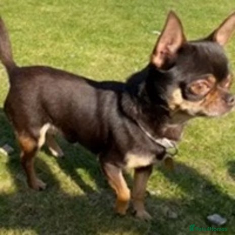 Chihuahua dogs in King's Lynn - Advert 1