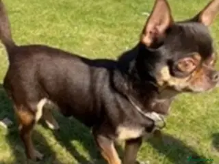 Chihuahua dogs Proven stud many times in King's Lynn - Advert 1
