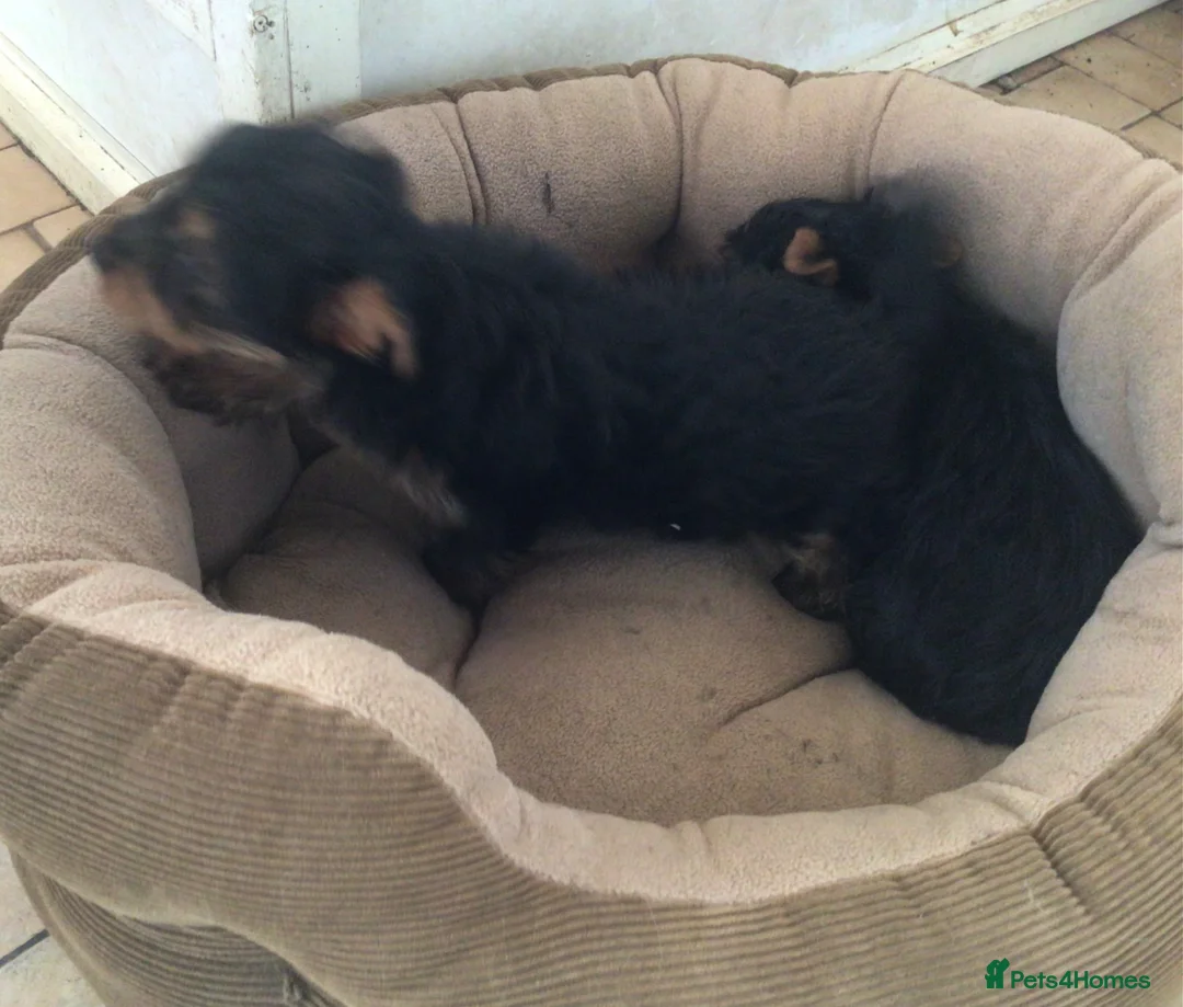 Yorkshire Terrier dogs for sale: 2 male Yorkshire Terrier puppies for sale  - Advert 9