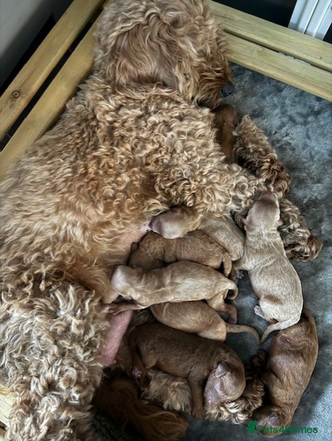 Labradoodle dogs for sale: Beautiful F1B Mini Labradoodles Hypoallergenic Red - Image 14