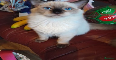Ragdoll cats - Advert 8