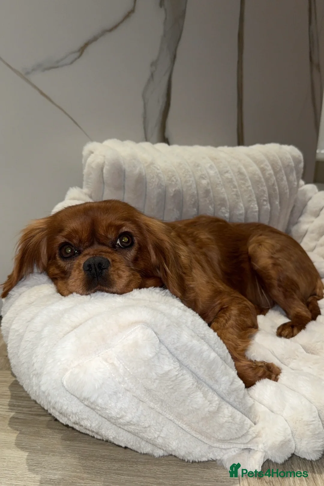 Cavalier King Charles Spaniel dogs for sale: Adult Cavalier girl looking for the best home  - Advert 2
